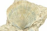 Fossil Pecten (Scallops) Cluster - Gironde, France #302978-1